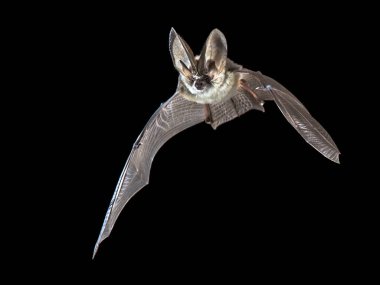 Flying bat isolated on black background. The grey long-eared bat (Plecotus austriacus) is a fairly large European bat. It has distinctive ears, long and with a distinctive fold. It hunts above woodland, often by day, and mostly for moths. clipart