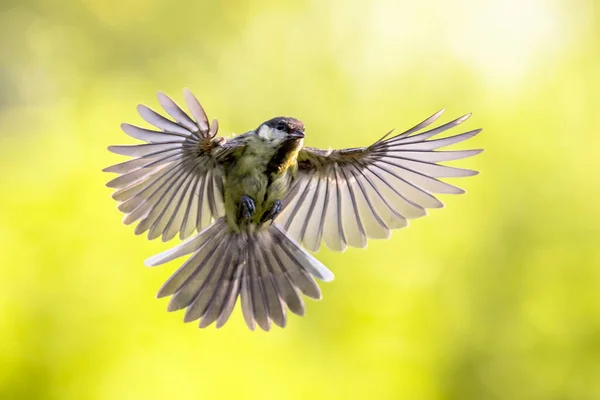 Velký Pták Parus Dur Letu Těsně Před Přistáním Viditelným Roztaženými — Stock fotografie