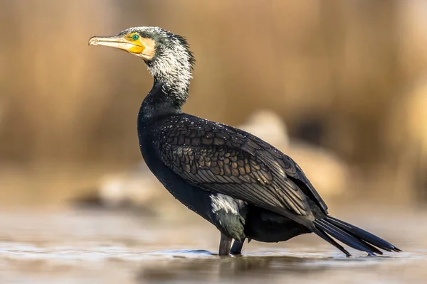 Gran Cormorán Phalacrocorax Carbo Macho Plumaje Reproductivo Lago Csaj Parque — Foto de Stock