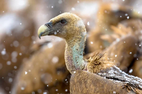 Retrato Buitre Leonado Gyps Fulvus Invierno Nevado Pirineos Españoles Cataluña —  Fotos de Stock