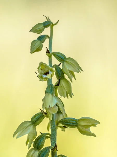 Orchidée Sauvage Epipactis Muelleri Helleborine Verte Jaune Cultivée Dans Vallée — Photo