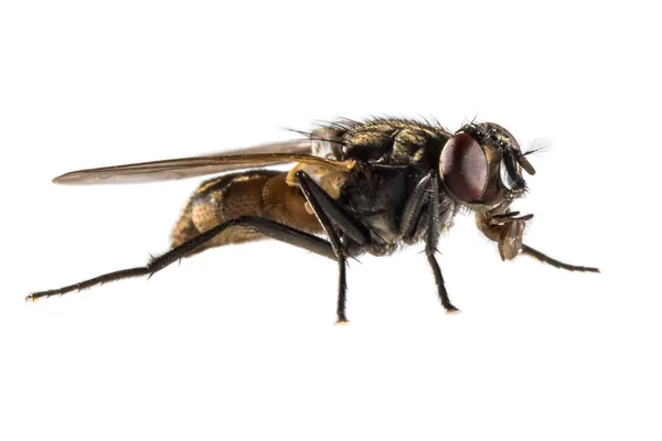 Mosca Doméstica Musca Domestica Aislada Sobre Fondo Blanco Vista Nivel — Foto de Stock