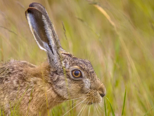 Портрет Европейского Зайца Lepus Europeaus Скрывающегося Траве Полагающегося Камуфляж — стоковое фото
