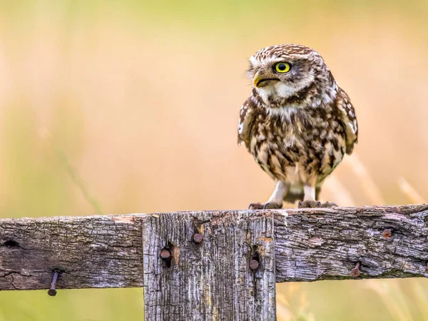 Little Owl Athene Noctua Nocturnal Bird Perched Log Looking Prey — Stock Photo, Image
