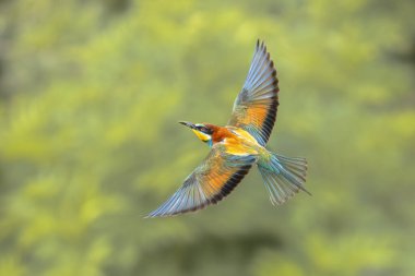 Avrupa Arı Yiyen (Merops apiaster), Üreme Kolonisi yakınlarında bulanık arka planda uçuyor. Bu kuş güney Avrupa 'da ve kuzey Afrika ve batı Asya' nın bazı bölgelerinde ürer. Avrupa 'da Doğa Sahnesi.