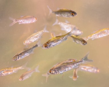 Sunbleak ya da Belica tatlı su balığı (Leucaspius delineatus). Yukarı doğru çevrilmiş bir ağzı ve solungaç kapağından yaklaşık yedi ila on ölçek arasında uzanan kısa bir yan çizgisi vardır. Avrupa 'da vahşi yaşam sahnesi.