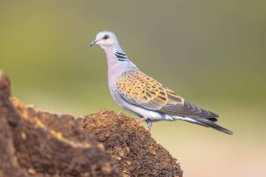 Kaplumbağa güvercini (Streptopelia turtur) bulanık arka planla yere tünedi. Bu Columbidae kuş familyasının bir üyesi, güvercinler ve güvercinler. Avrupa 'da Vahşi Yaşam Doğası Sahnesi.