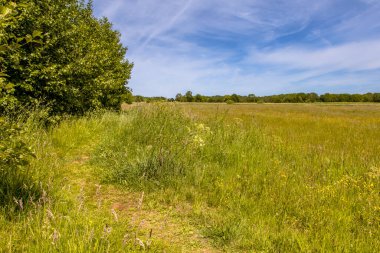 Hollanda 'nın Groningen Eyaleti Westerwolde bölgesindeki Ruiten Aa deresinin yeşil çayır vadisinde yürüyüş pisti..