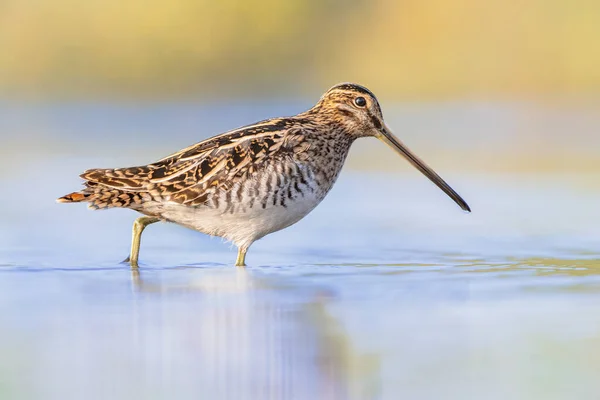 ギャリナゴ ギャリナゴ Gallinago Gallinago 旧世界に生息する小さなコウノトリです 繁殖地は 古気候全体の湿地 ツンドラ 湿った牧草地です ヨーロッパの自然の野生動物のシーン — ストック写真