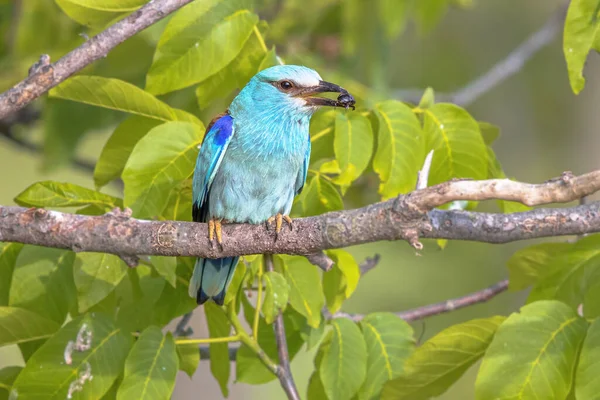 Rodillo Europeo Coracias Garrulus Encaramado Rama Esta Ave Migratoria Reproduce — Foto de Stock