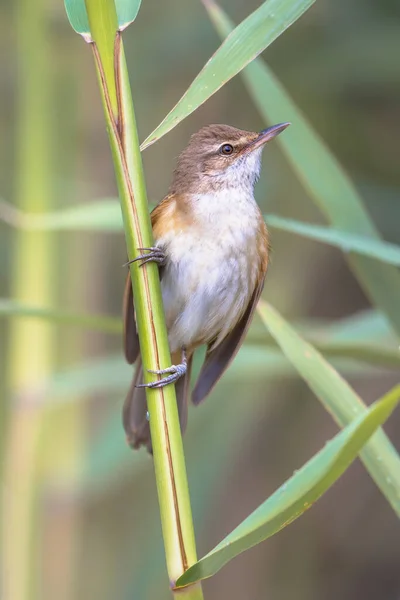 Acrocephalus Arundinaceus Passeriforme Eurasiano Gênero Acrocephalus Pássaro Macho Cantando Junco — Fotografia de Stock