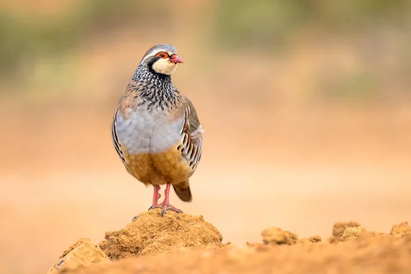 Perdrix Pattes Rouges Alectoris Rufa Est Une Espèce Passereau Famille — Photo