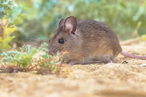 Drewniana Mysz Apodemus Sylvaticus Gryzoń Zielonym Mchu Środowisko Naturalne Ziołami — Zdjęcie stockowe