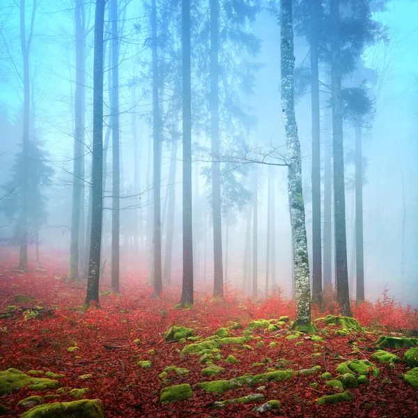 Foggy autumn forest — Stock Photo, Image