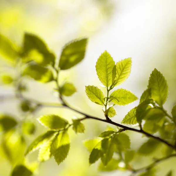 Gele groene bladeren — Stockfoto