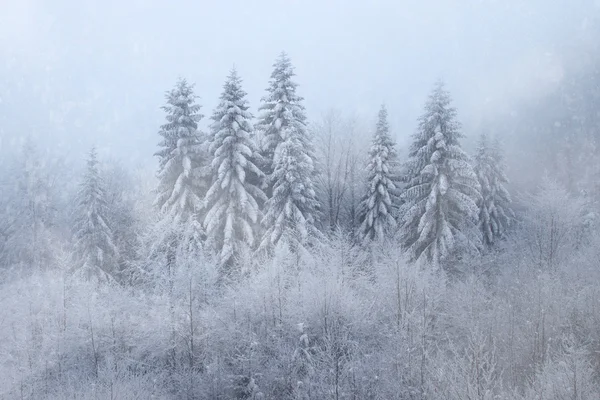 Inverno floresta cena — Fotografia de Stock