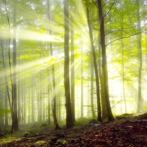 Frühlingswaldlicht lizenzfreie Stockfotos