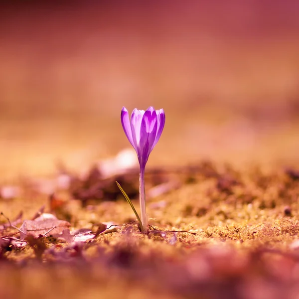 Spring crocus — Stock Image Spring crocus Royalty Free Stock Photos