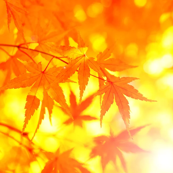 Fantasy autumn tree leaves — Stock Photo, Image