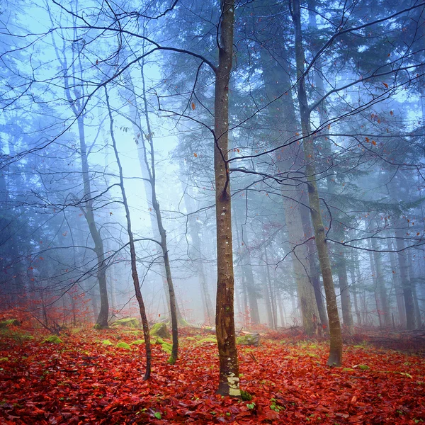 Fantasia floresta de outono — Fotografia de Stock