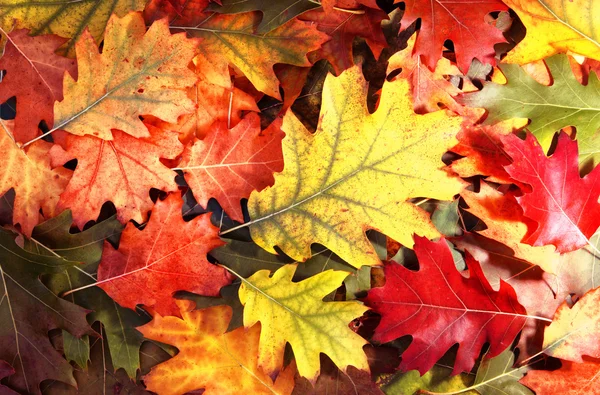 Tree autumn leaves — Stock Photo, Image