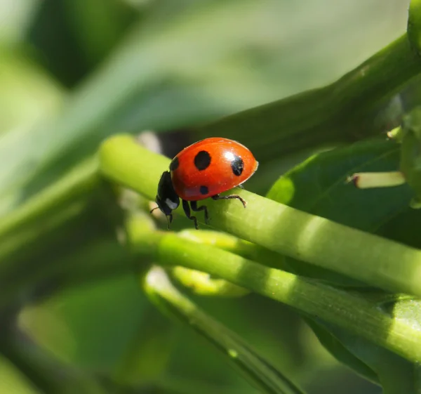 Mariquita. . — Foto de Stock