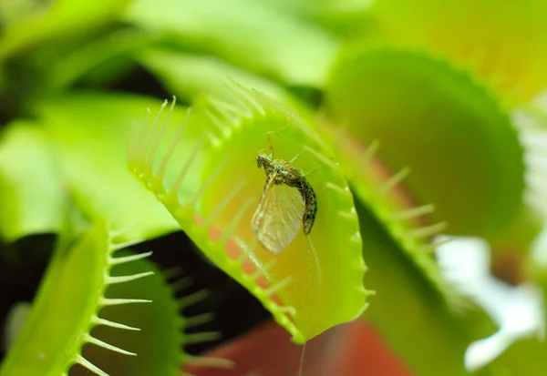 Dionaea muscipula verte, connue sous le nom de piège à mouches, en gros plan — Photo