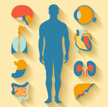Flat design icons for medical theme. Human anatomy, huge collection of human organs clipart