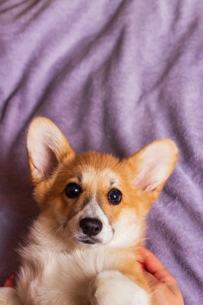 Gal usulü şirin Corgi Pembroke mor bir battaniyeye uzanmış, köpek yavrusu sırtında yatıyor. Boşluğu kopyala.