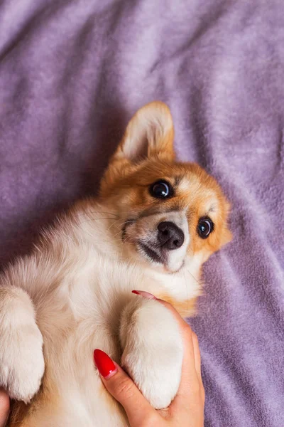 Gal usulü şirin Corgi Pembroke mor bir battaniyeye uzanmış, köpek yavrusu sırtında yatıyor. Boşluğu kopyala.