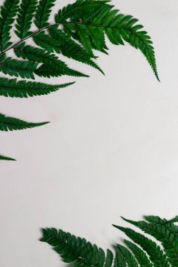 Mermer bir arkaplanda yeşil eğreltiotu çerçeve metin için boşluk.