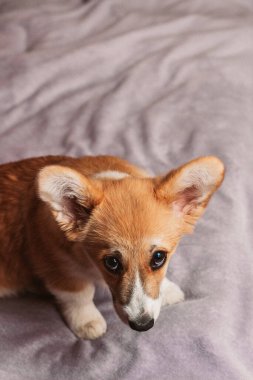 Üzgün yavru Galli Corgi Pembroke yatakta oturuyor.. 