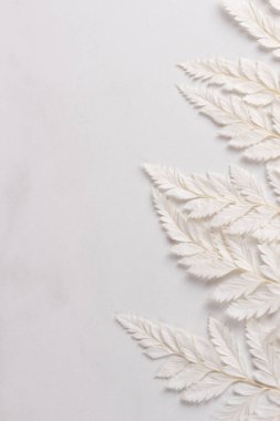 White fern leaf on white background space for text. Copy space. 