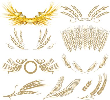 Wheat ears collection clipart