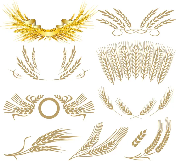 Wheat ears collection — Stock Vector