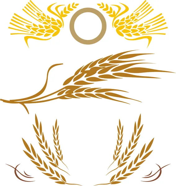 buğday kulak koleksiyonu