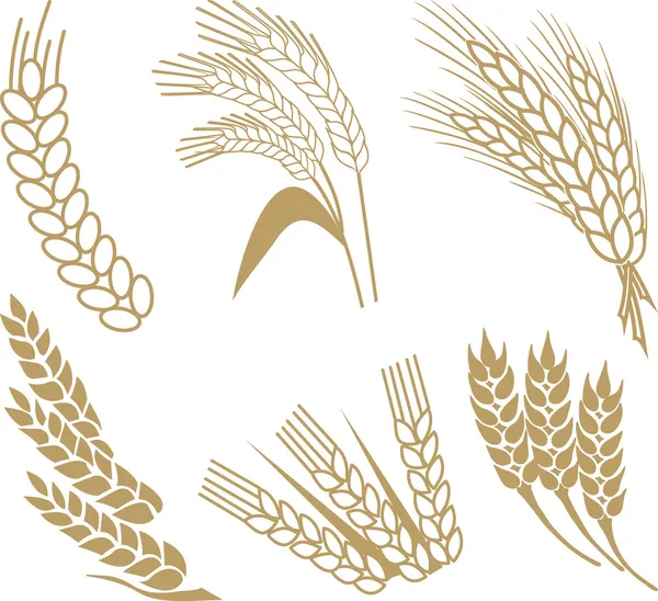 buğday kulak koleksiyonu