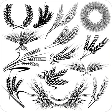 Wheat ears collection clipart