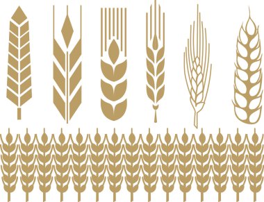 buğday kulak koleksiyonu