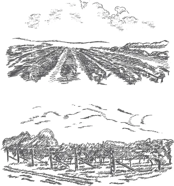 Weinberge - Hand Draw — Stockvektor