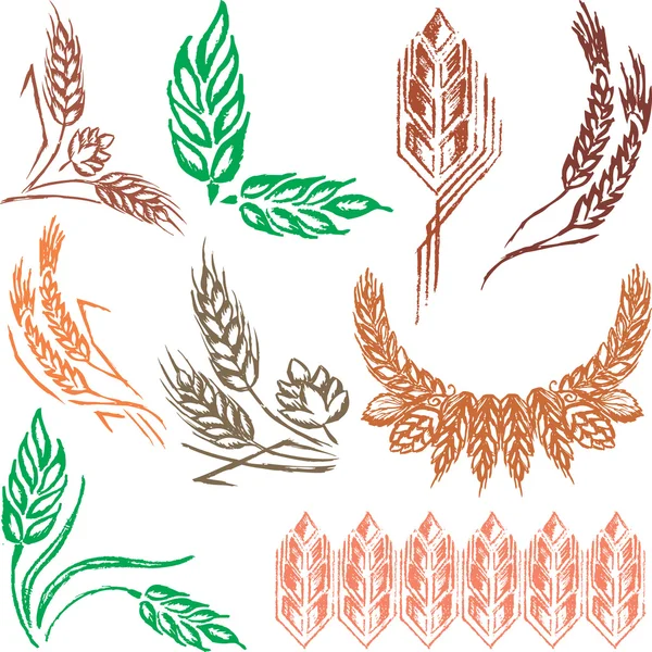 buğday kulak koleksiyonu