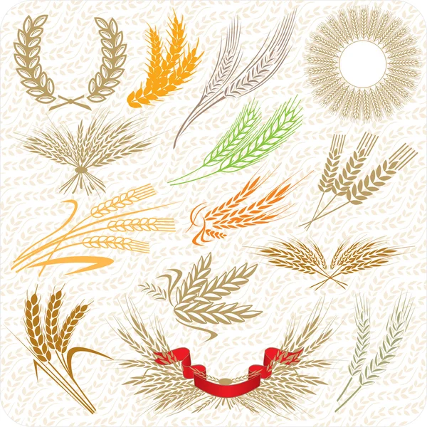 buğday kulak koleksiyonu