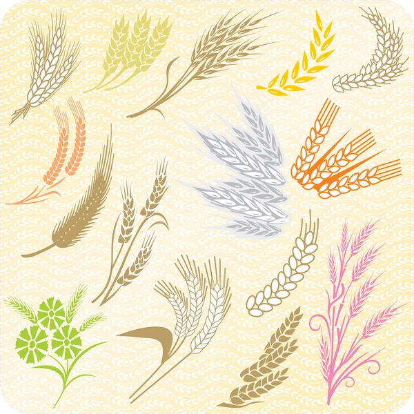 Wheat ears collection — Stock Vector