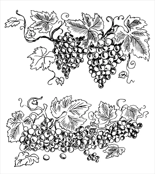 Traubenernte — Stockvektor