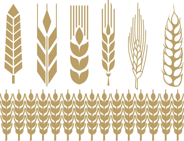 buğday kulak koleksiyonu