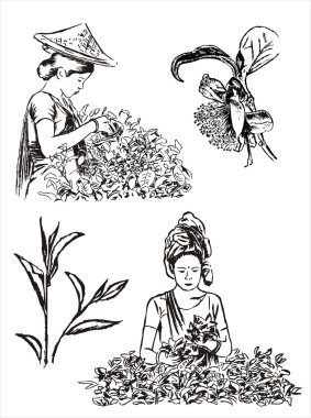 yeşil çay illüstrasyon