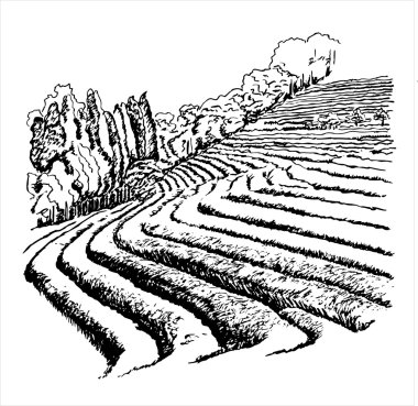 çay tarlaları - vektör çizim