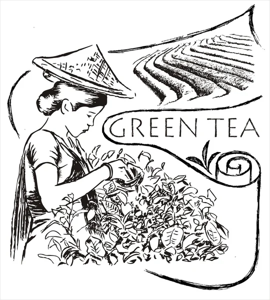 yeşil çay illüstrasyon