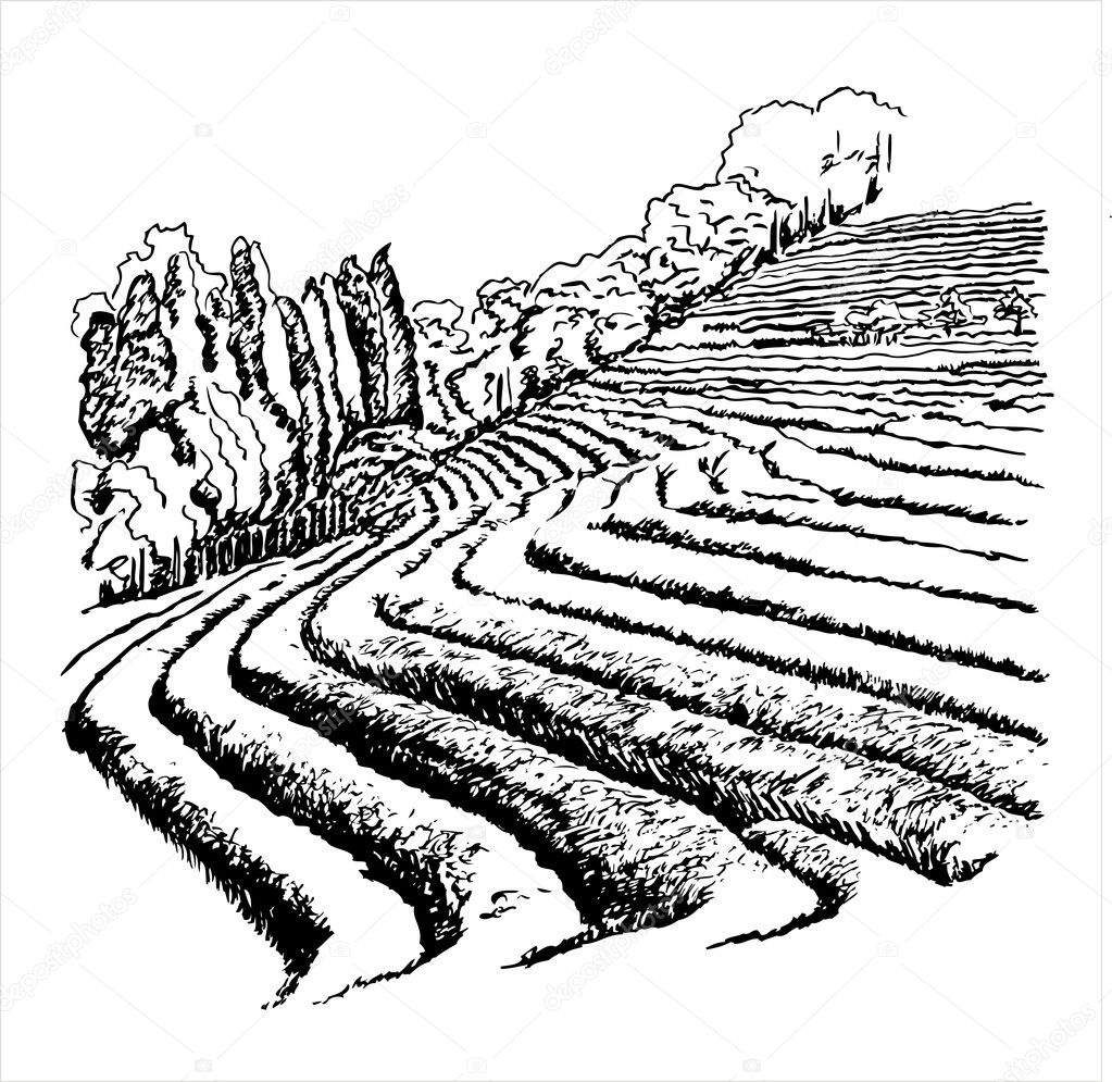 Tea Plantations - vector illustration