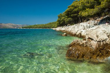 Adriyatik Denizi kıyısında çam ağaçları
